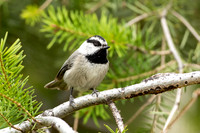 Mountain Chickadee in the Pines