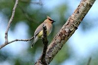 Cedar Waxwing