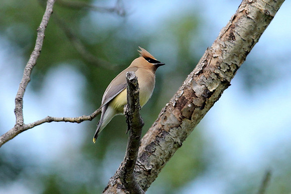 Cedar Waxwing