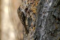 Brown Creeper