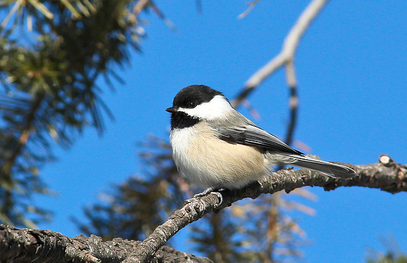 Black-capped Chickadee
