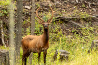 Bull Elk