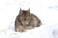 Canada Lynx at Rest