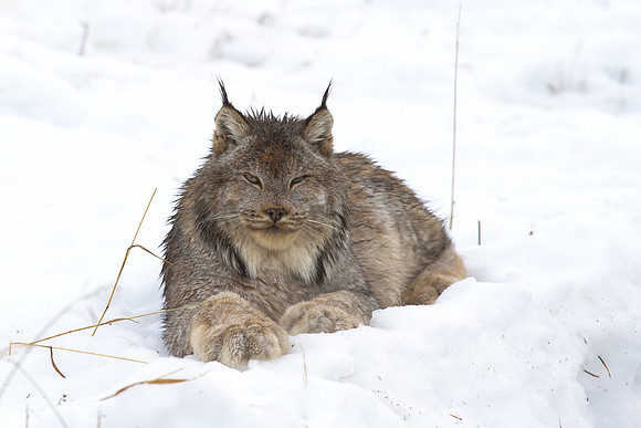 Canada Lynx at Rest