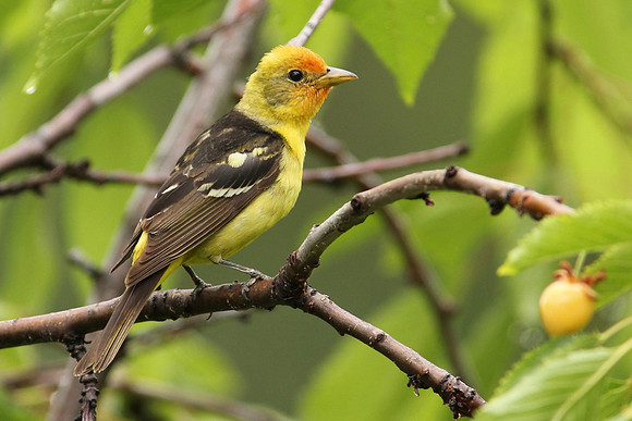 Western Tanager (2)