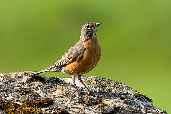 Robin