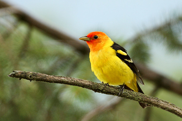 Western Tanager on a Limb