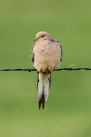 Mourning Dove
