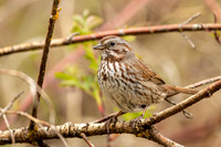 Song Sparrow