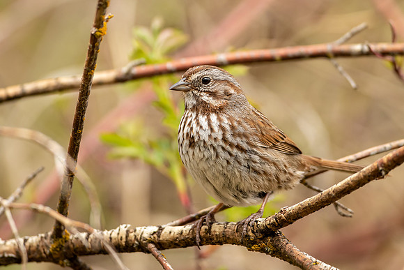 Song Sparrow