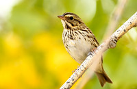 Savannah Sparrow