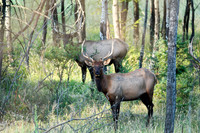 Bull Elk Looking Up