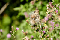 Pine Siskin Gallery