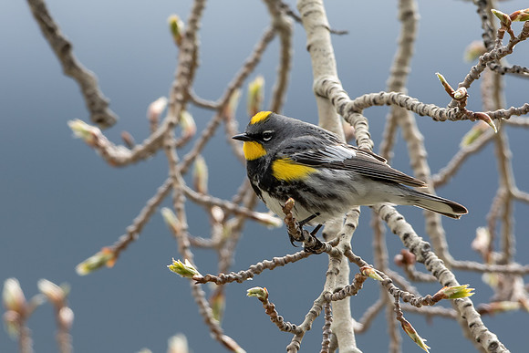 Yellow-rumped Warler
