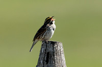 Savannah Sparrow
