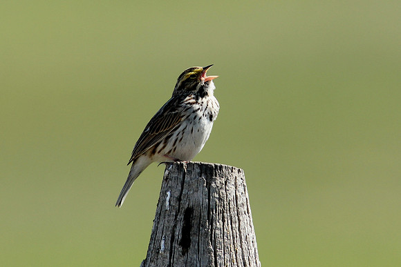 Savannah Sparrow