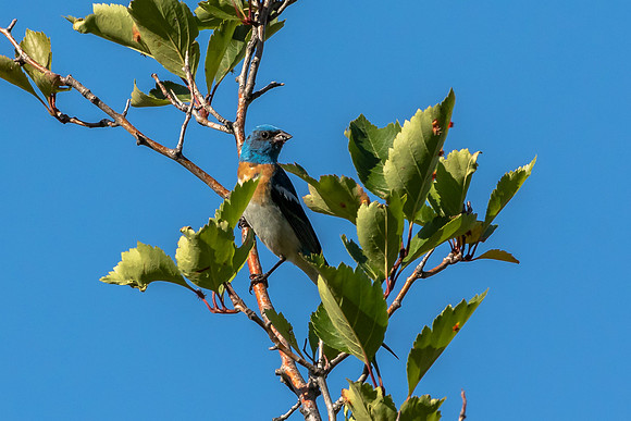 Lazuli Bunting