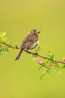 Sparrow Gallery