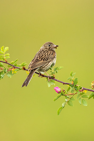 Brewer’s Sparrow in the Roses