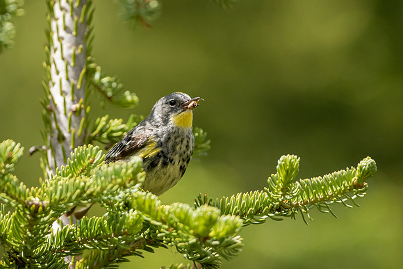 Female Yellow-rumped Warbler