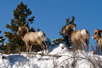 Bighorn Rams Enjoying the Sun