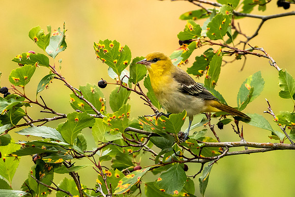 Female Western Tanager