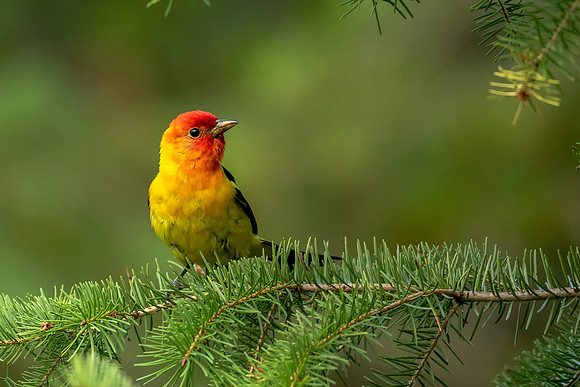 Western Tanager in Tree