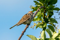 Chipping Sparrow