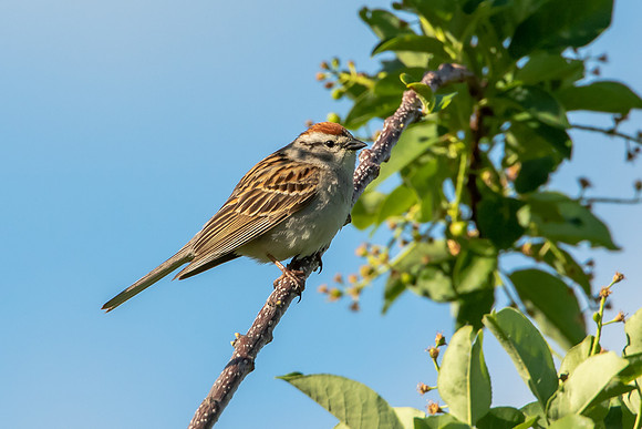 Chipping Sparrow