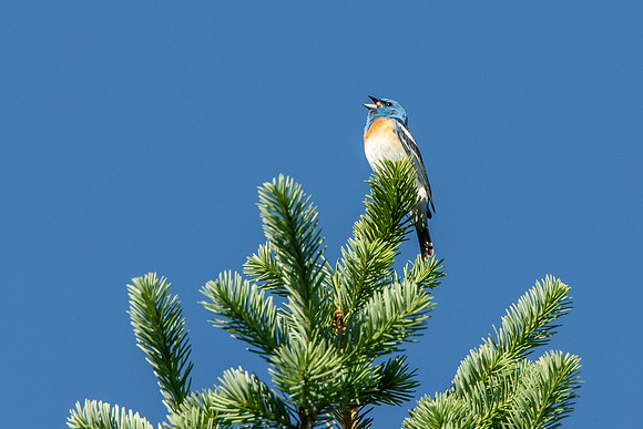 Lazuli Bunting Sings (Male)