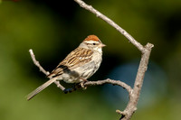 Chipping Sparrow Up Close