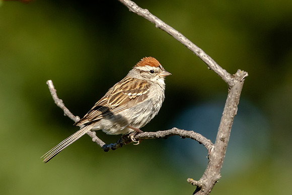 Chipping Sparrow Up Close