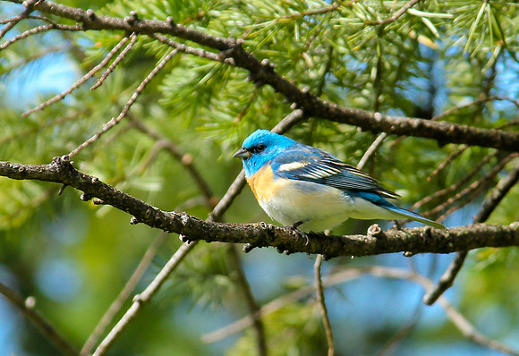 Lazuli Bunting (Breeding Male)