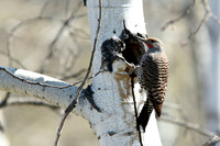 Northern Flicker at Birch Tree