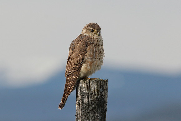 Merlin Female