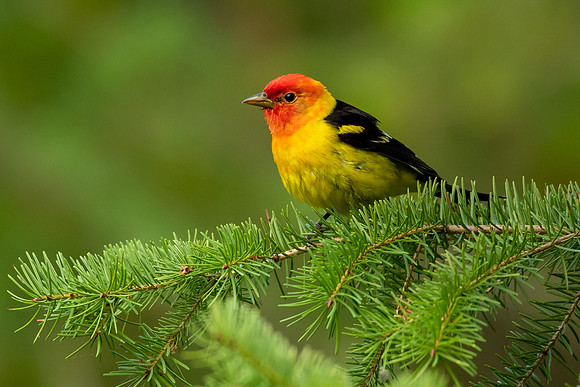 Western Tanager in the Pine Tree