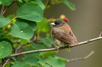 Dark-eyed Junco on a Limb