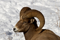 Bighorn Ram in the Snow