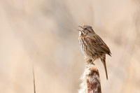 Song Sparrow Singing