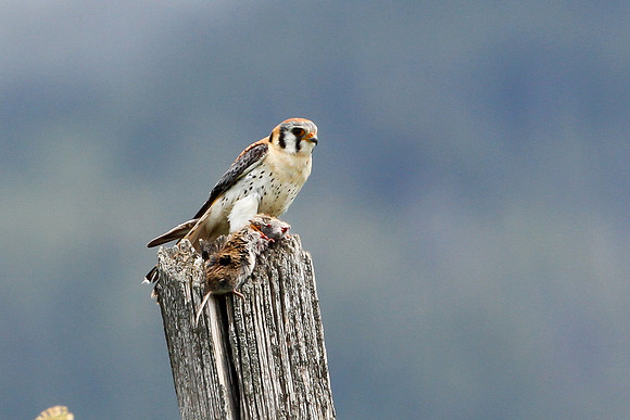 American Kestrel
