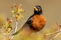 Robin Gallery