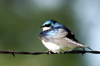 Tree Swallow