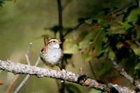 White -Throated Sparrow