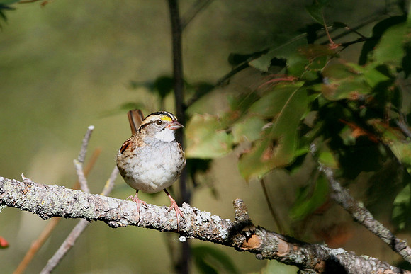 White -Throated Sparrow